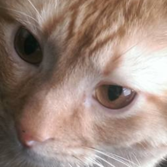 Meet your Posher, Betsy - Picture 1 of 1